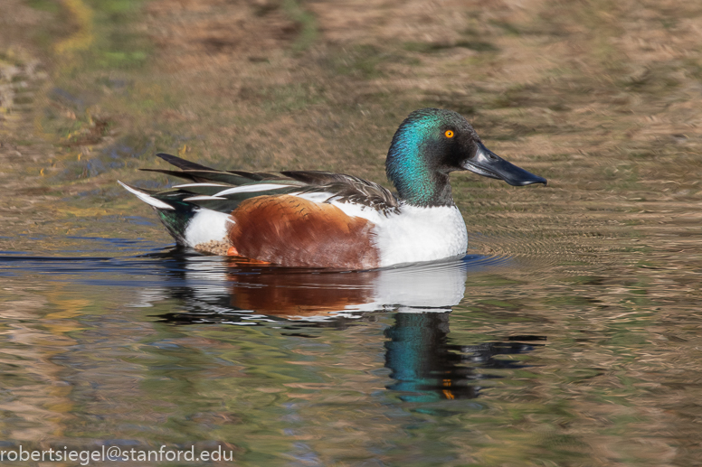 emily renzel wetlands